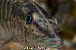 The Model 

Baby Pike Shot in Krämersee Leverkusen Germ... by Frank Michels 